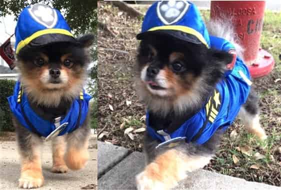 Pomeranian policeman costume