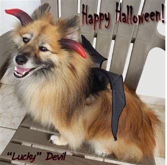 Pomeranian Lucky Devil Halloween costume