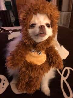 ewok or teddy bear costume for dog
