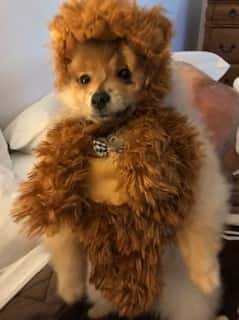 pomeranian in teddy bear costume