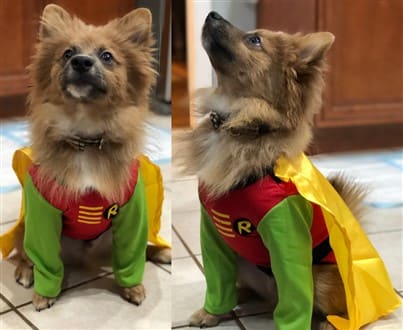 Pomeranian in Robin costume from Batman