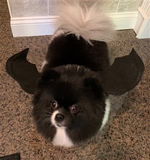 Bat costume for Pomeranian dog