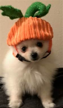 puppy in a pumpkin hat