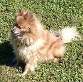 pomeranian-dog-sitting-on-grass