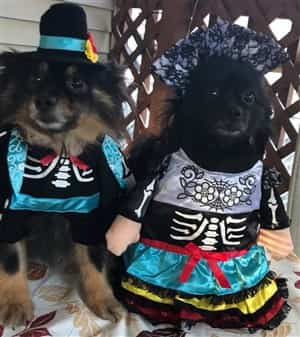 Pomeranian Day of the Dead Halloween costume
