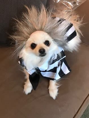 Pomeranian dog in Beetlejuice costume