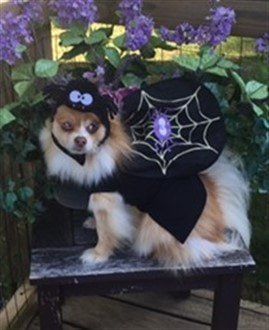 Pomeranian spider girl costume