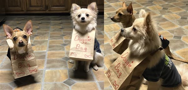 dog doggie bag costumes