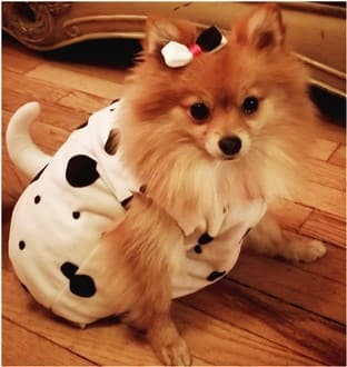 Pomeranian Dalmatian costume
