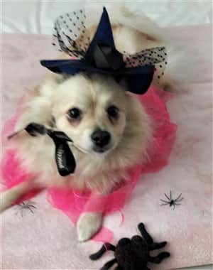 Pomeranian spider witch costume