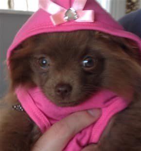 brown-pom-puppy
