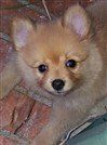 Pomeranian puppy medium black nose