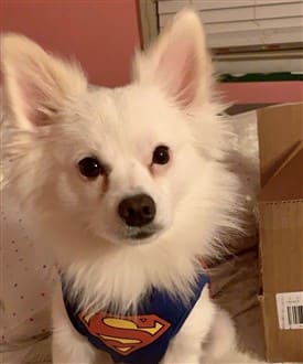 Pomeranian dog as Superman on Halloween