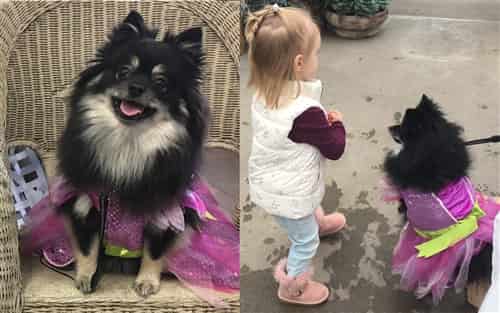 dog in princess outfit