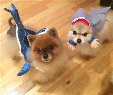 Pomeranian shark costumes