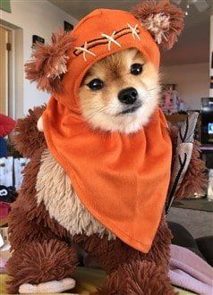 homemade Ewok costume for dog