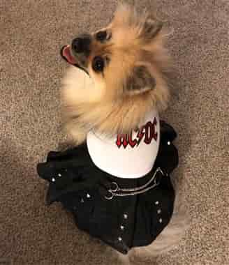 Pomeranian in rocker girl costume