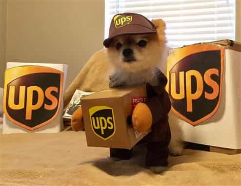 Pomeranian UPS delivery driver costume