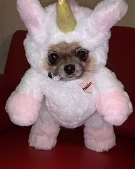 Pomeranian pink unicorn costume