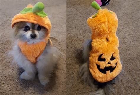 fuzzy pumpkin dog costume