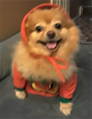 Pumpkin costume on Pomeranian