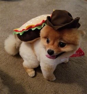 cheeseburger costume for dog