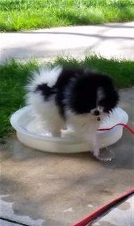 Pomeranian bath outside