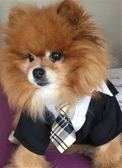 Pomeranian in suit costume