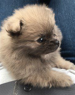 7 week old Pomeranian puppy, sable