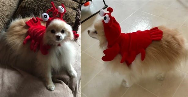 lobster costume on dog
