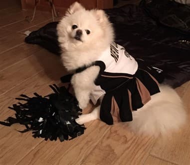 Pomeranian cheerleader costume