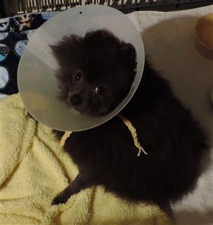 Pomeranian in protection collar