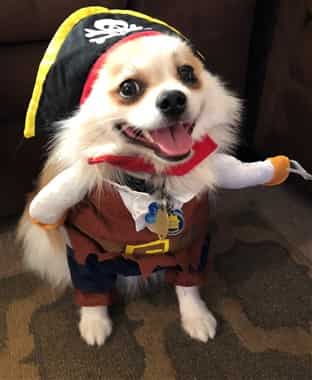 Pomeranian pirate costume