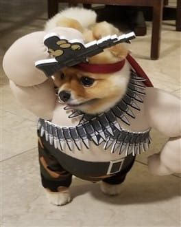 Pomeranian Rambo costume