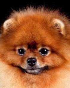 Innocent looking Pomeranian