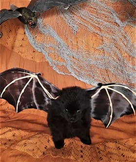 pomeranian dressed in bat costume