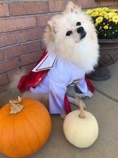 Elvis costume for dog