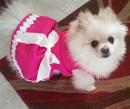Pomeranian in pink dress