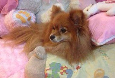 Solid orange Pomeranian