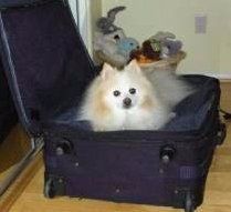 Coty, 21 year old Pomeranian, in a suitcase