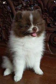 Pomeranian posing