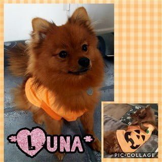 female Pomeranian pumpkin costume