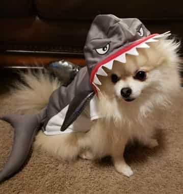 shark costume on Pomeranian