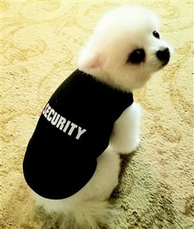 Pomeranian security costume shirt