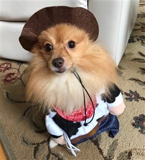 Woody Toy Story dog costume