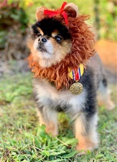 Pomeranian cowardly lion costume
