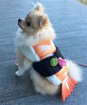 sushi costume on Pom