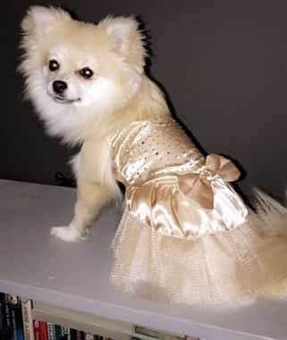 Pom in beauty queen gold costume