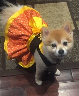 Pom candy corn princess dress