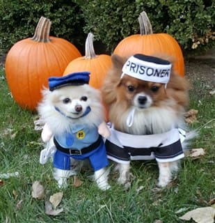 Sheriff and prisoner dog costumes